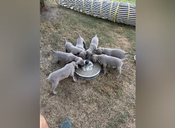 Weimaranerwelpen