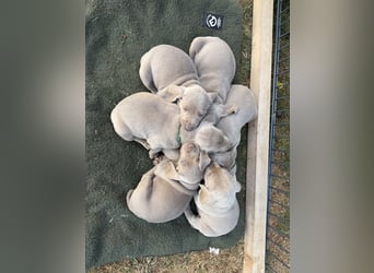 Weimaranerwelpen