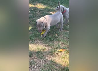 Weimaraner Welpen