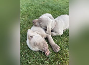 Weimaranerwelpen