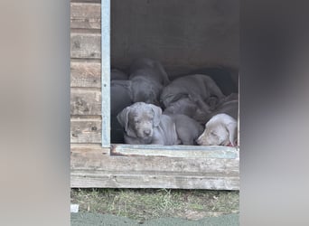 Weimaraner Welpen