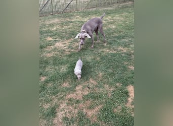 Weimaraner Welpen