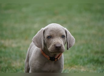 Weimaranerwelpen