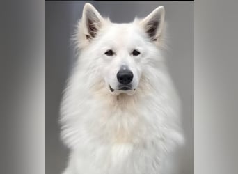 Weißer Schweizer Schäferhund FCI