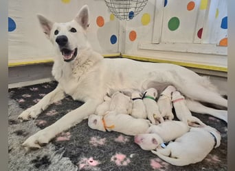 Weißer Schweizer Schäferhund FCI