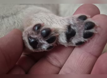 Weißer Schweizer Schäferhund FCI