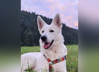 Weißer Schweizer Schäferhund FCI