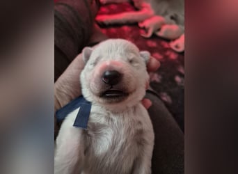 Weißer Schweizer Schäferhund FCI