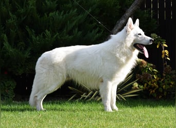 Weißer Schweizer Schäferhund -  Deckrüden  - with FCI pedigree