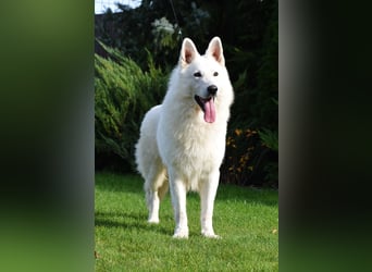 Weißer Schweizer Schäferhund -  Deckrüden  - with FCI pedigree
