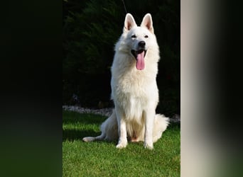 Weißer Schweizer Schäferhund -  Deckrüden  - with FCI pedigree