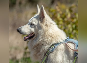 Lois – ein treuer Begleiter