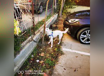 Nea 7 Monate alt,  Notfall