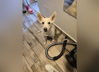 Nea 7 Monate alt,  Notfall