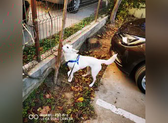 Nea 7 Monate alt,  Notfall