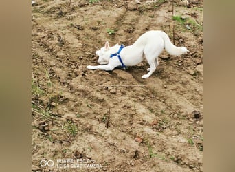 Nea 7 Monate alt,  Notfall