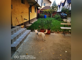 Nea 7 Monate alt,  Notfall