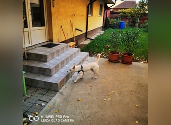 Nea 7 Monate alt,  Notfall