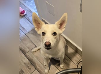 Nea 7 Monate alt,  Notfall