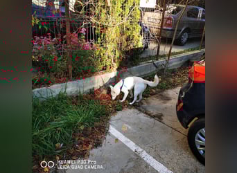 Nea 7 Monate alt,  Notfall