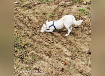 Nea 7 Monate alt,  Notfall