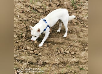 Nea 7 Monate alt,  Notfall