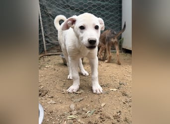 MARILU - pure Lebensfreude auf vier Pfoten