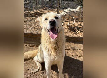 ALBUS - er möchte so gerne gefallen