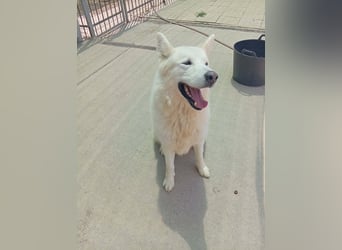 Alakai sucht seine Familie