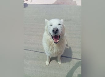 Alakai sucht seine Familie