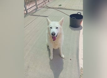 Alakai sucht seine Familie