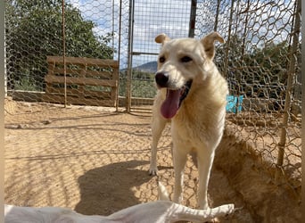 ALBUS - er möchte so gerne gefallen