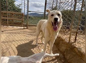 ALBUS - er möchte so gerne gefallen
