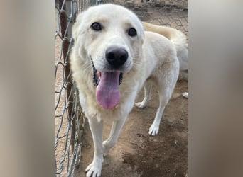 ALBUS - er möchte so gerne gefallen