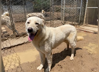 ALBUS - er möchte so gerne gefallen