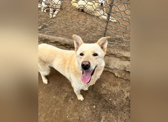 ALBUS - er möchte so gerne gefallen