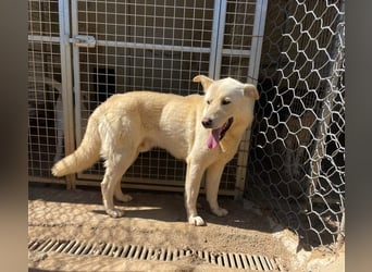 ALBUS - er möchte so gerne gefallen