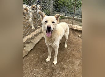 ALBUS - er möchte so gerne gefallen