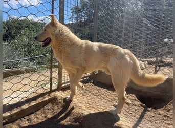 ALBUS - er möchte so gerne gefallen