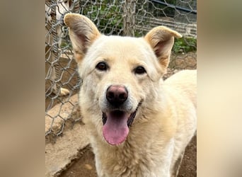 ALBUS - er möchte so gerne gefallen