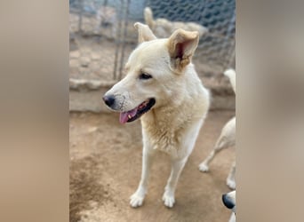 ALBUS - er möchte so gerne gefallen