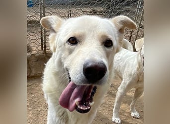 ALBUS - er möchte so gerne gefallen