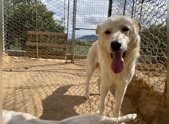 ALBUS - er möchte so gerne gefallen