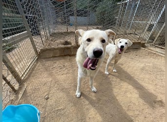 ALBUS - er möchte so gerne gefallen