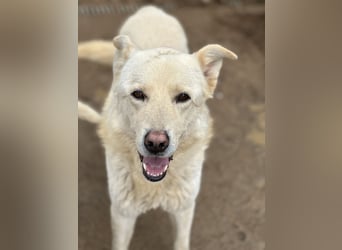 ALBUS - er möchte so gerne gefallen