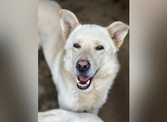 ALBUS - er möchte so gerne gefallen