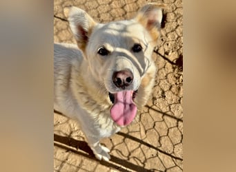 ALBUS - er möchte so gerne gefallen