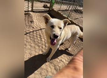 ALBUS - er möchte so gerne gefallen