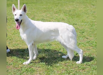 Weißer Schweizer Schäferhund FCI