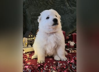 Weißer Schweizer Schäferhund FCI